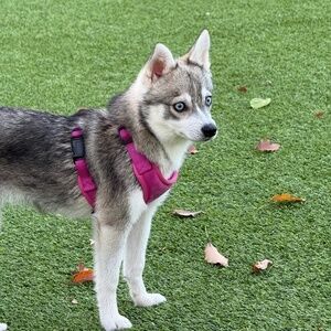 Meet your Posher, Veronika